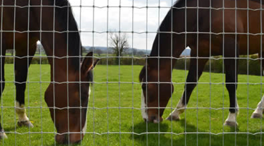 horses in a field with grass and some and an agricultural fence