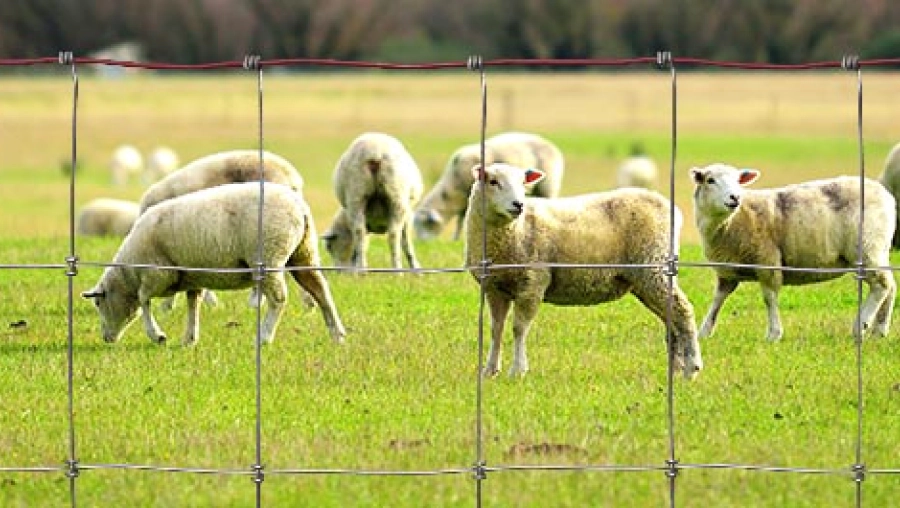 sheeps on a green grass field